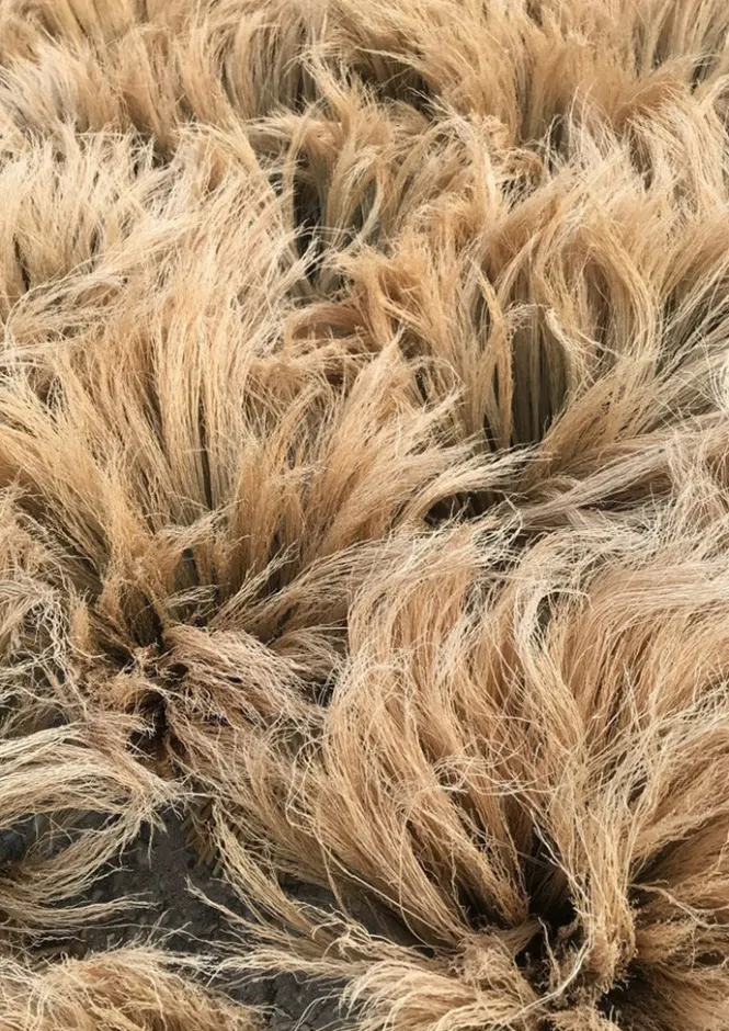 Outdoor|Kitchen-TOAST Sorghum Stripe Broom Toffee